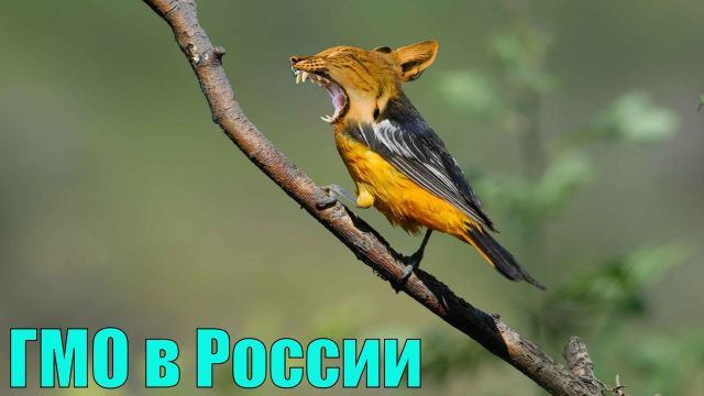 ГМО в России