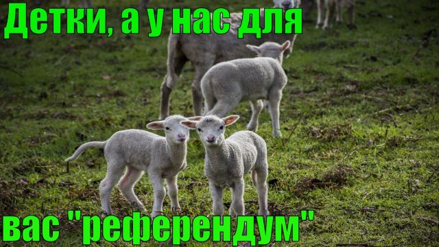 Детский референдум в Подмосковье